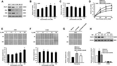 Overexpression of PELP1 in Lung Adenocarcinoma Promoted E2 Induced Proliferation, Migration and Invasion of the Tumor Cells and Predicted a Worse Outcome of the Patients